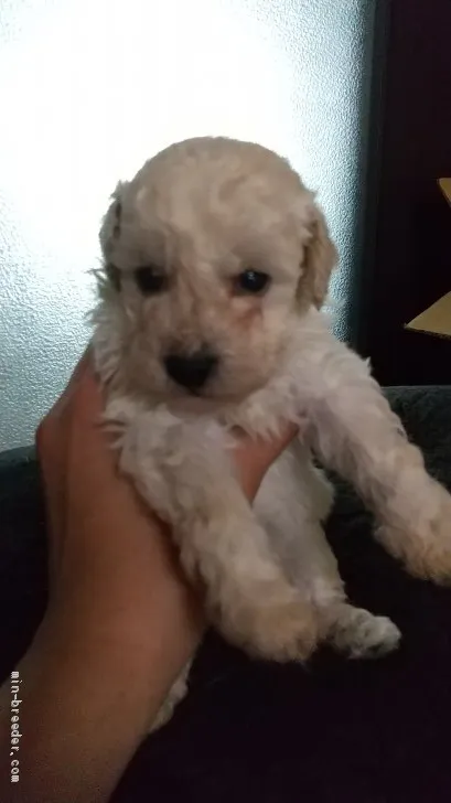 ID：2104-01110の子犬