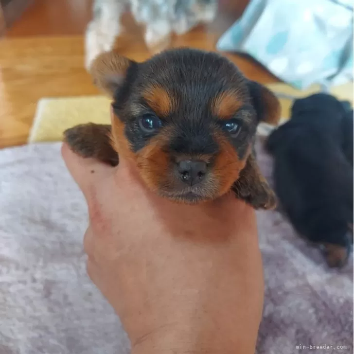 ID:2408-06958の子犬