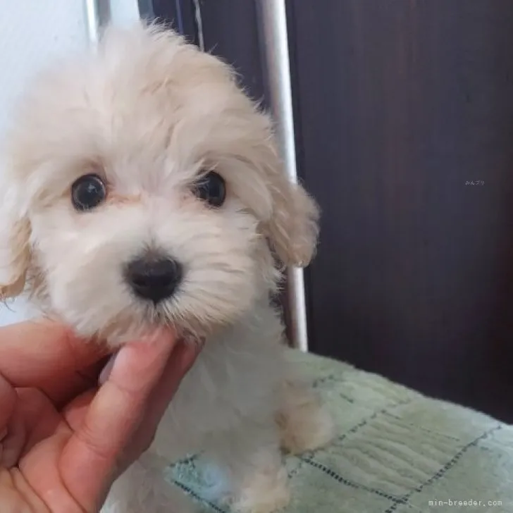 ID：2308-03399の子犬