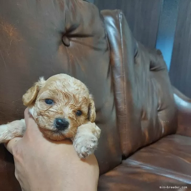 ID：2407-00012の子犬