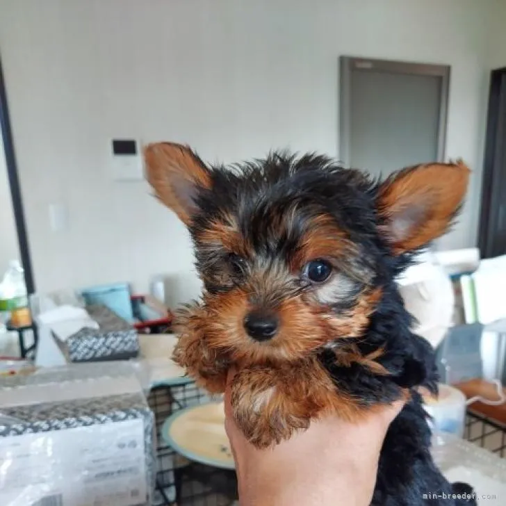 ID:2207-03918の子犬