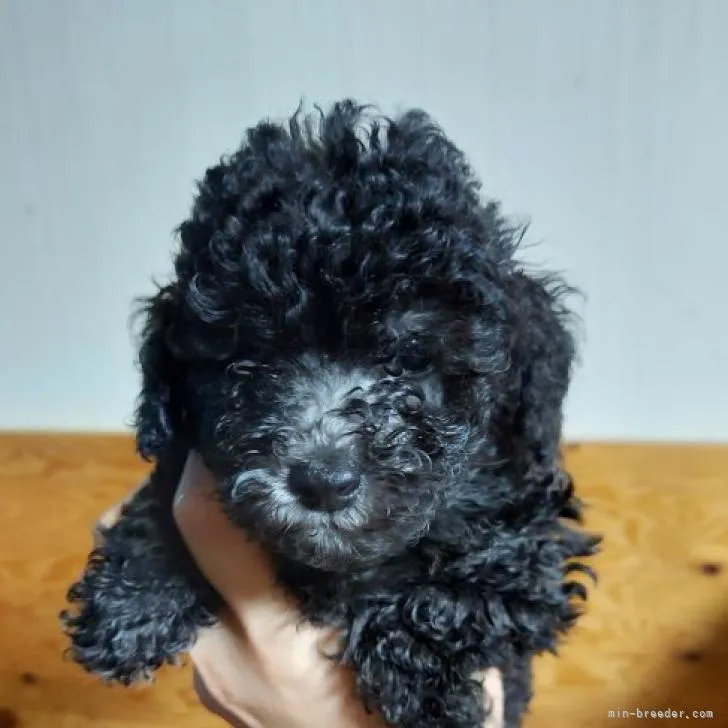 ID:2209-00182の子犬