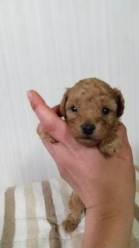 トイプードル(タイニー)【新潟県・男の子・2021年3月13日・レッド】の写真「綺麗なレッドです。可愛いお顔。」