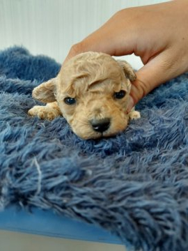 トイプードル(トイ)【新潟県・女の子・2021年10月15日・クリーム】の写真「ちびっこ女の子」