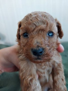 トイプードル(タイニー)【新潟県・男の子・2021年9月13日・アプリコット】の写真「出産ラッシュに入るので、価格下げました」