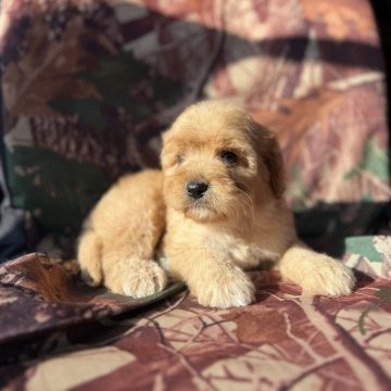 キャバプー(キャバリア×トイプードル)【福岡県・女の子・2025年10月18日・レッドホワイト】の写真「とっても性格の良い美人さんです❤️」