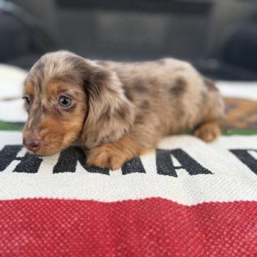 ミニチュアダックスフンド(ロング)【福岡県・男の子・2025年8月27日・チョコダップル】の写真「とっても人懐こいイケメンくんです✨」