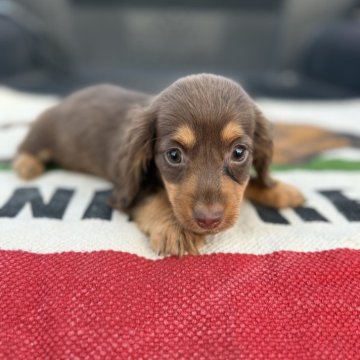 ミニチュアダックスフンド(ロング)【福岡県・男の子・2025年8月27日・チョコタン】の写真「とっても人懐こいイケメンくんです✨」