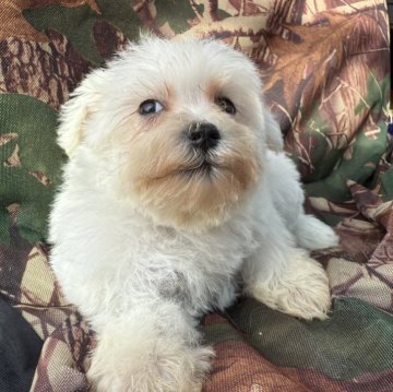 シュナマル(マルチーズ×ミニチュアシュナウザー)【福岡県・男の子・2025年9月4日・ホワイト】の写真「人懐こいイケメンくんです♪」