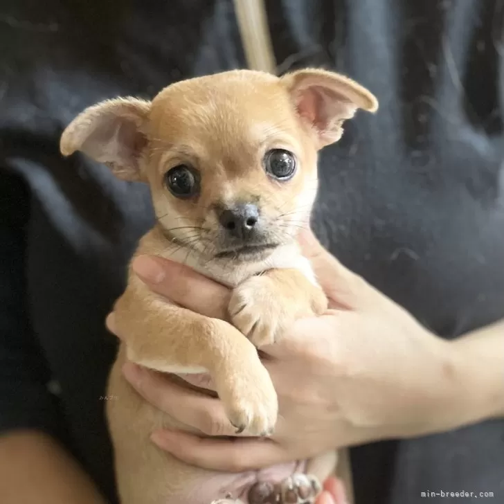 ホセ 様のお迎えした子犬