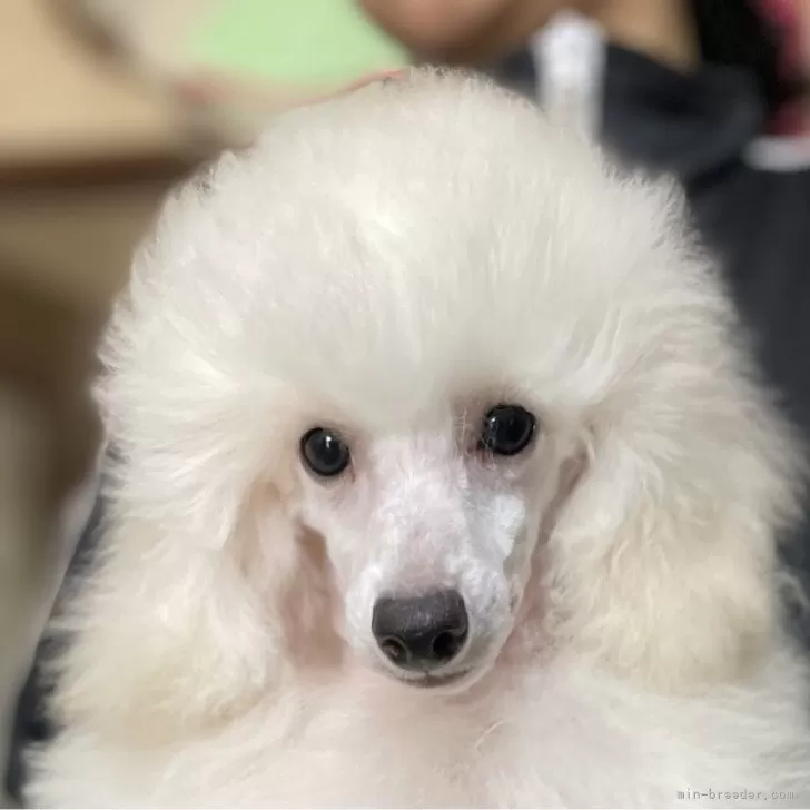 ID：2508-04799の子犬