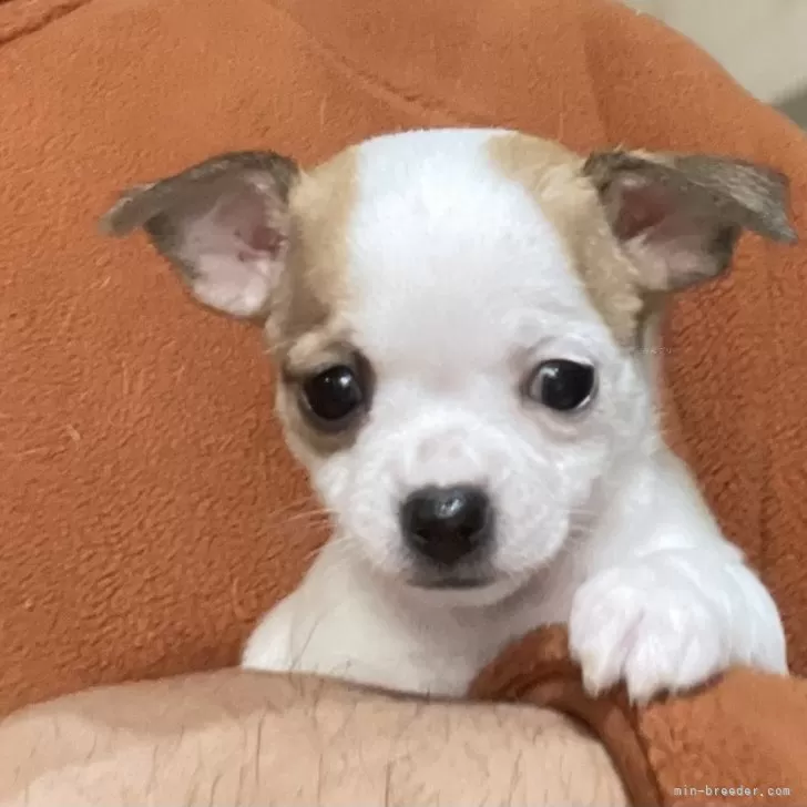 ID:2501-04921の子犬