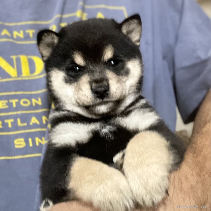 ブリーダー画像