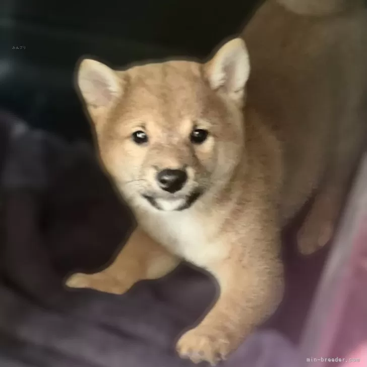 ID:2505-00108の子犬