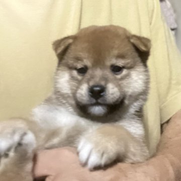 柴犬(標準サイズ)【埼玉県・男の子・2025年8月28日・赤】の写真「お父さんインターナショナルチャンピオン」