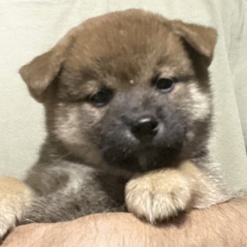 柴犬(標準サイズ)【埼玉県・女の子・2025年8月28日・赤】の写真「お父さんインターナショナルチャンピオン犬」