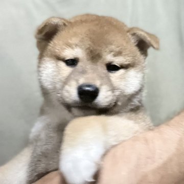 柴犬(標準サイズ)【埼玉県・男の子・2025年8月28日・赤】の写真「お父さんインターナショナルチャンピオン」