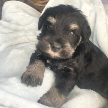 ミニチュアシュナウザー【埼玉県・男の子・2024年12月19日・ブラック&シルバー】の写真「お母さんジュニアチャンピオン、お父さん名血統」