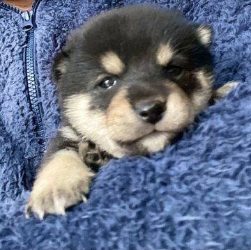 柴犬(豆柴)【埼玉県・男の子・2024年12月4日・黒】の写真「両親遺伝子検査クリア犬」