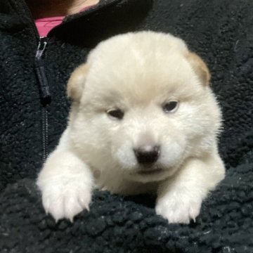 柴犬(標準サイズ)【埼玉県・男の子・2025年8月28日・白】の写真「お父さんインターナショナルチャンピオン犬」
