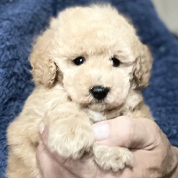 トイプードル(トイ)【埼玉県・男の子・2025年10月19日・アプリコット】の写真「遺伝子検査問題なし、お父さんJkCチャンピオン」