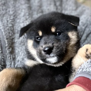 柴犬(標準サイズ)【埼玉県・女の子・2025年1月20日・黒】の写真「両親遺伝子検査クリア犬」