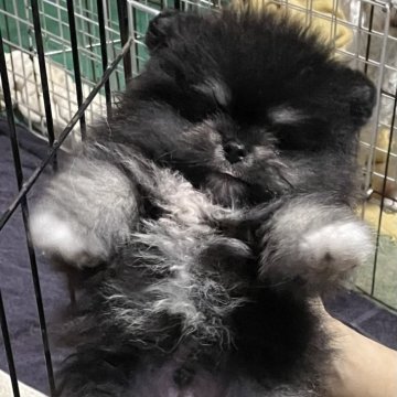 ポメラニアン【埼玉県・男の子・2025年8月7日・トライカラー】の写真「血統良い」