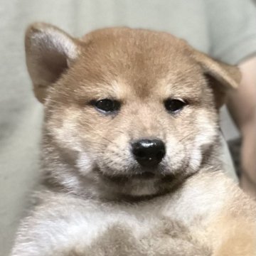 柴犬(標準サイズ)【埼玉県・男の子・2025年8月28日・赤】の写真「お父さんインターナショナルチャンピオン」