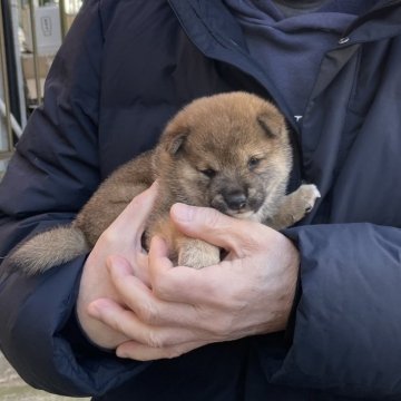 柴犬(豆柴)【埼玉県・男の子・2024年10月10日・赤】の写真「両親遺伝子検査認定犬」