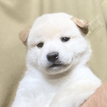 柴犬(標準サイズ)【埼玉県・男の子・2025年8月28日・白】の写真「お父さんインターナショナルチャンピオン犬」