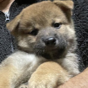 柴犬(標準サイズ)【埼玉県・女の子・2025年8月28日・赤】の写真「お父さんインターナショナルチャンピオン犬」