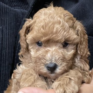 トイプードル(トイ)【埼玉県・女の子・2025年2月14日・レッド】の写真「両親遺伝子検査クリア犬」