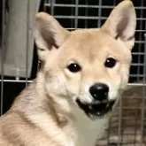 豆柴