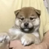 柴犬(標準サイズ)