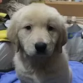 ゴールデンレトリバー【埼玉県・女の子・2024年10月5日・ゴールデン】の写真1