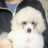 タイニープードル