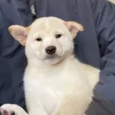 柴犬(標準サイズ)
