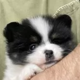 ポメラニアン