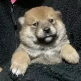 柴犬(標準サイズ)
