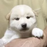 柴犬(標準サイズ)