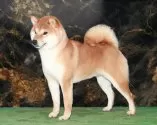 柴犬(標準サイズ)【埼玉県・男の子・2025年8月28日・白】の写真6「お父さんインターナショナルチャンピオン犬」