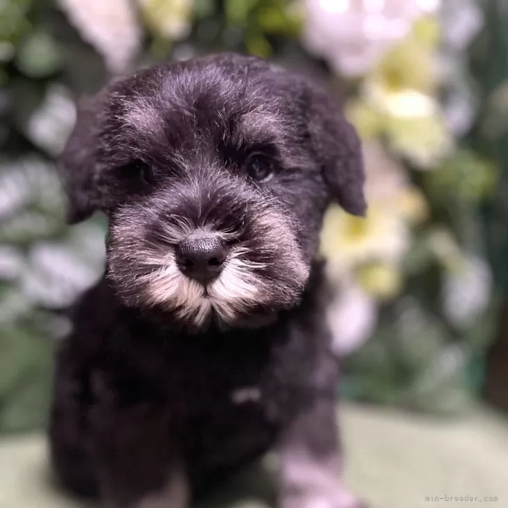 ID：2405-02454の子犬