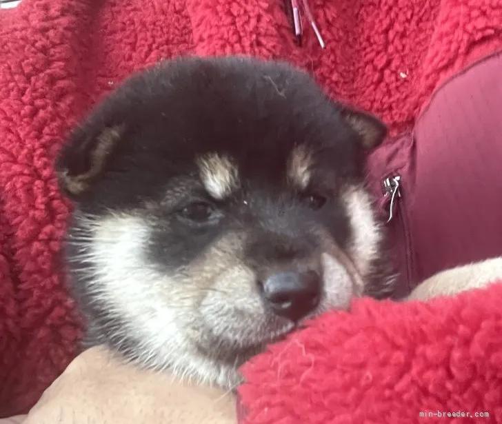 ID：2111-03362の子犬