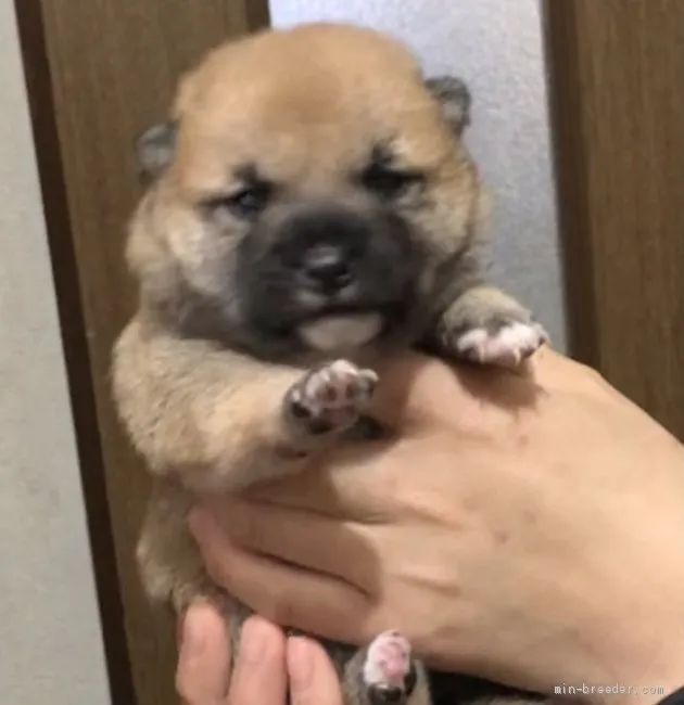 ID：2103-01368の子犬