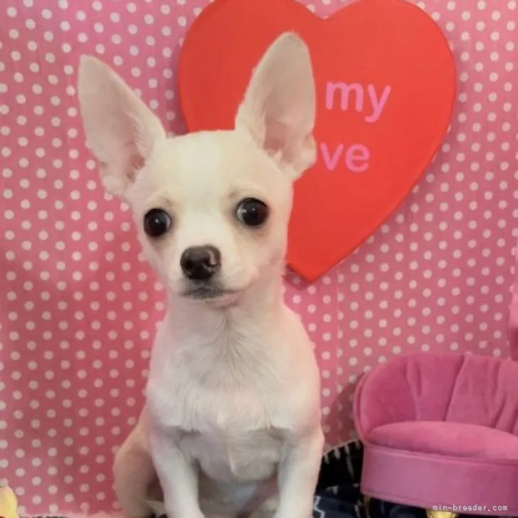 ID:2303-02912の子犬