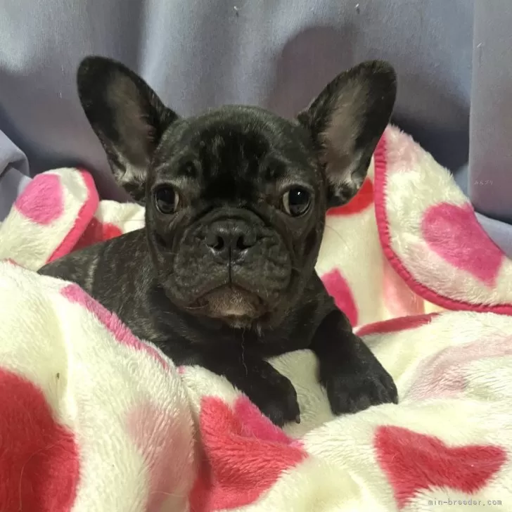 ID：2401-04323の子犬