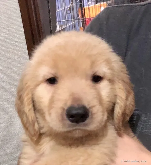 ID：1909-02227の子犬