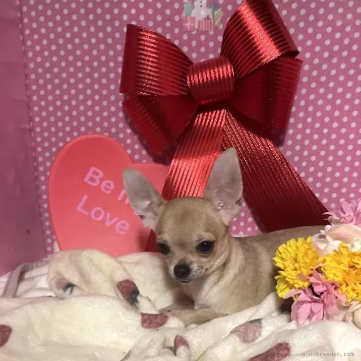ID:2309-06416の子犬