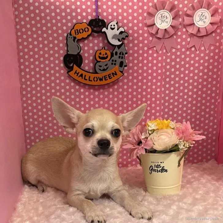 ID：2207-04573の子犬