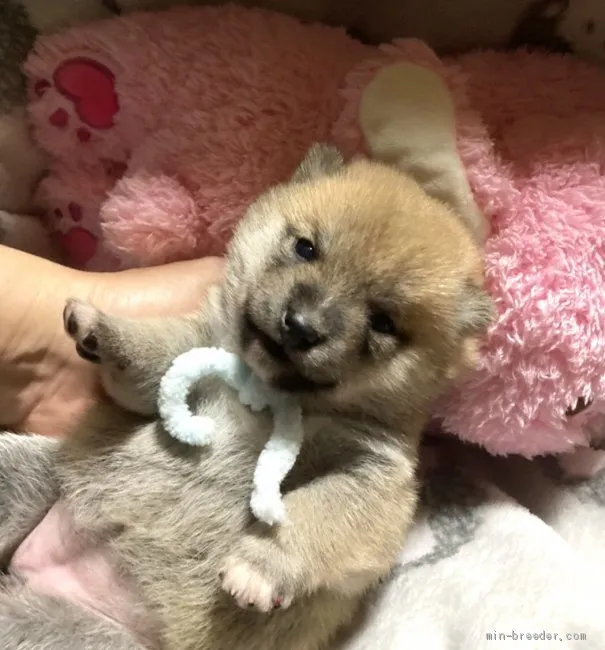 ID：2010-03211の子犬